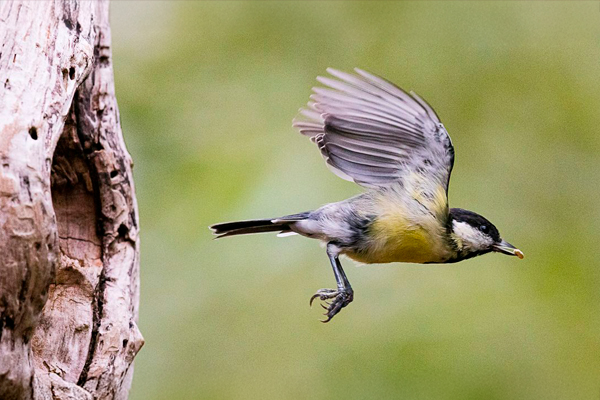 Fotografía de fauna en acción: set up y usos del AF