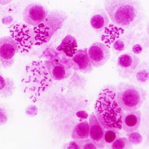 BRESSER Muestras Preparadas: Histología